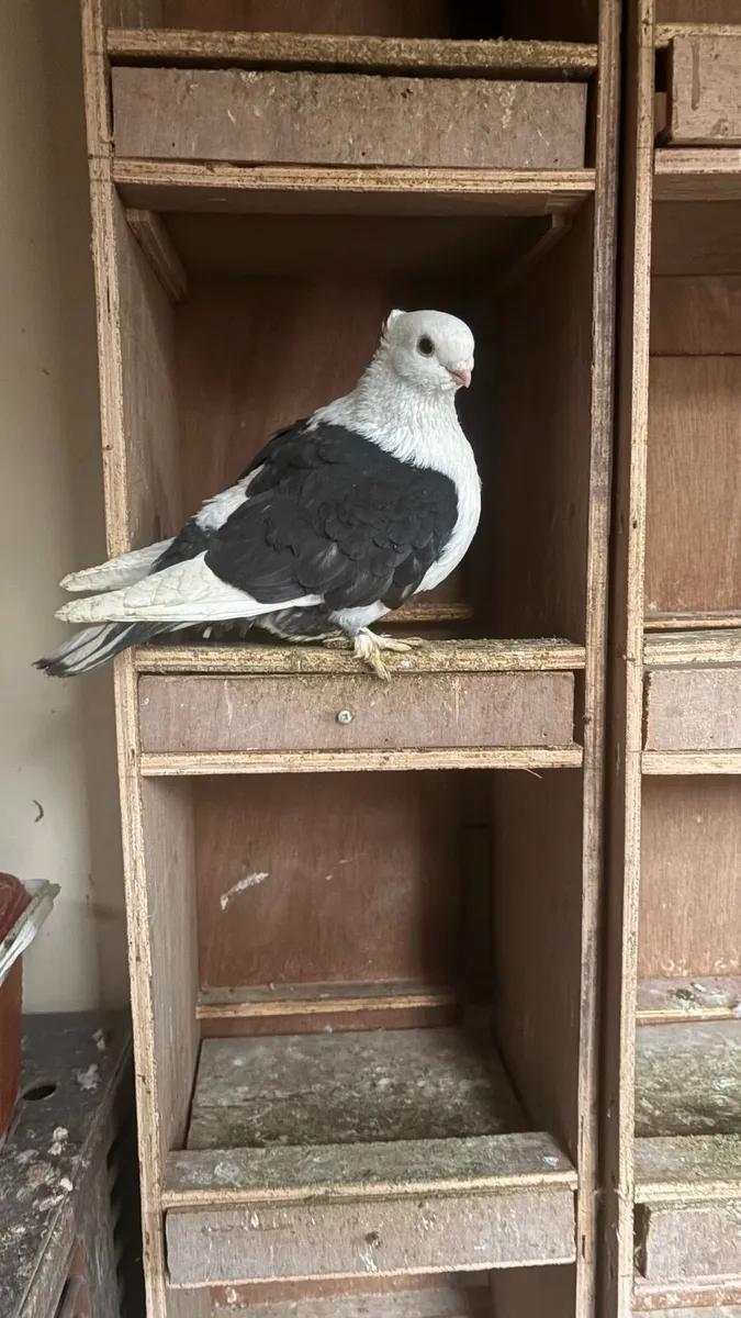 fantails,frills,priests,ark angels - Image 2