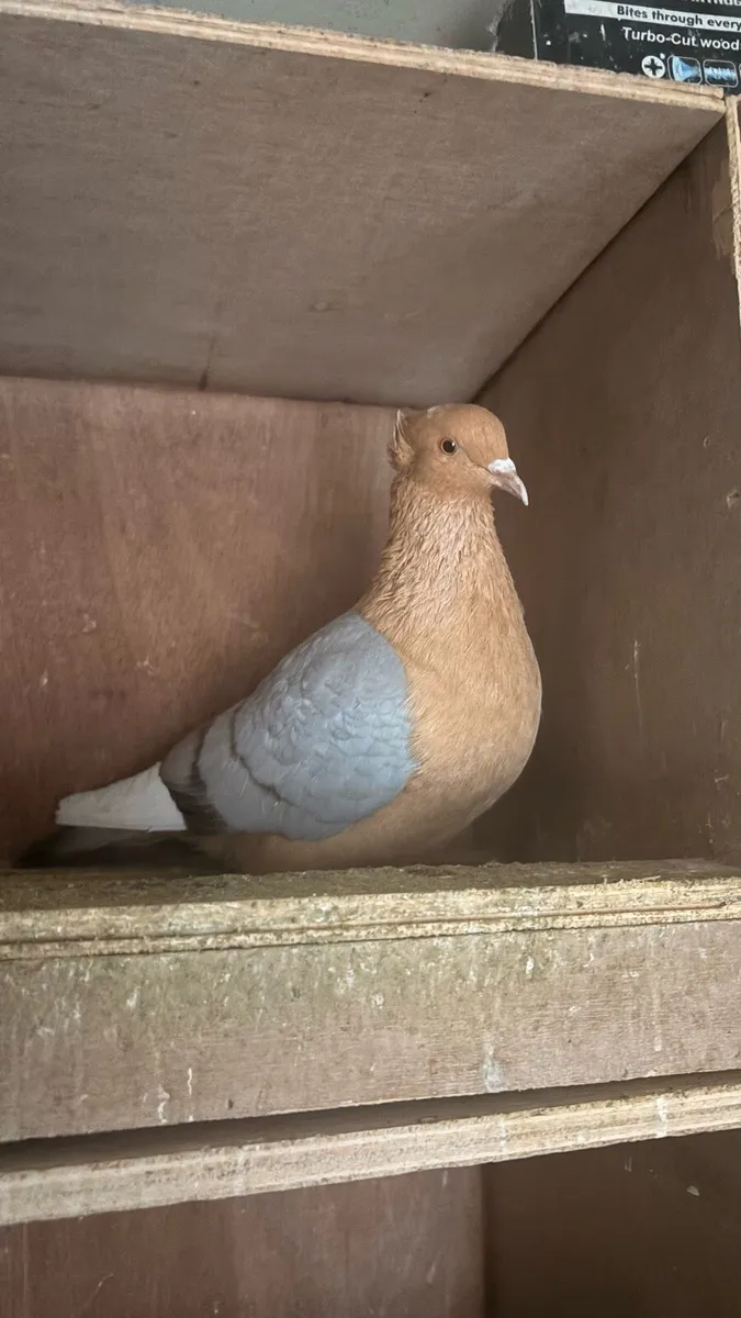 fantails,frills,priests,ark angels - Image 3