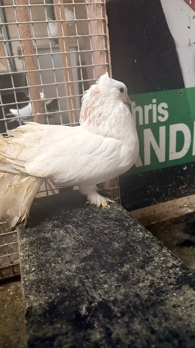 fantails,frills,priests,ark angels - Image 4