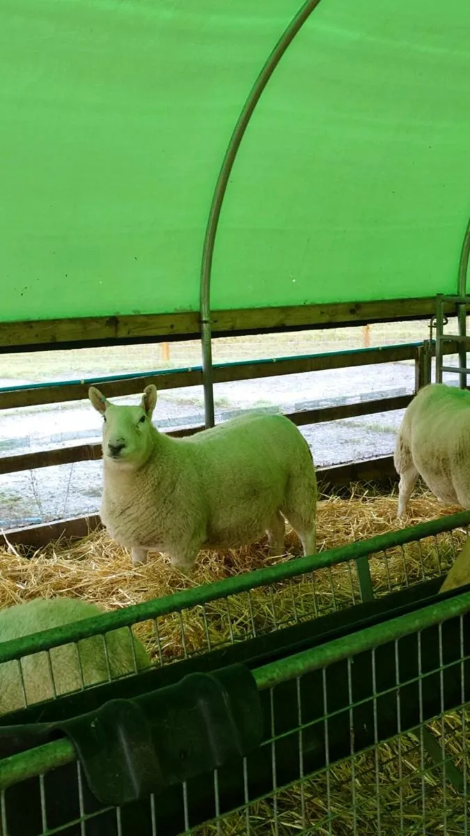 North Country Cheviot ewes - Image 2