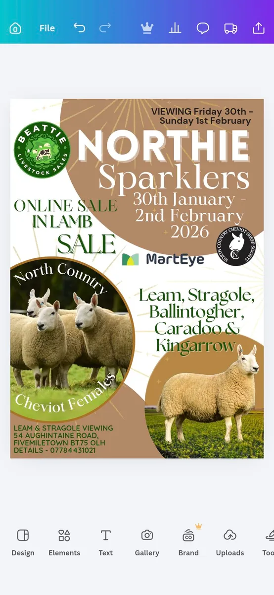 North Country Cheviot ewes - Image 1