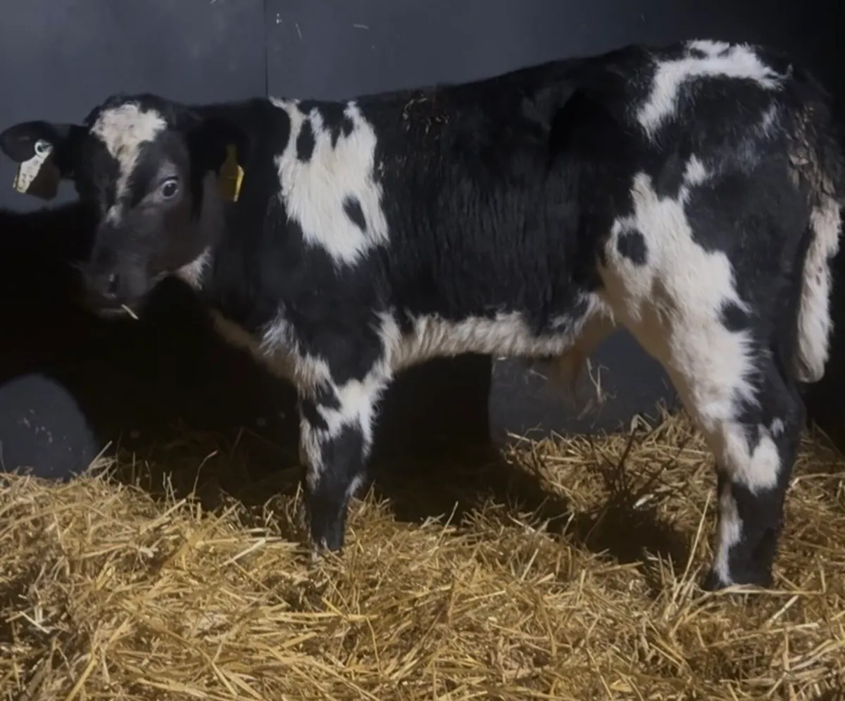 Top quality Continental calves at C&N - Image 2