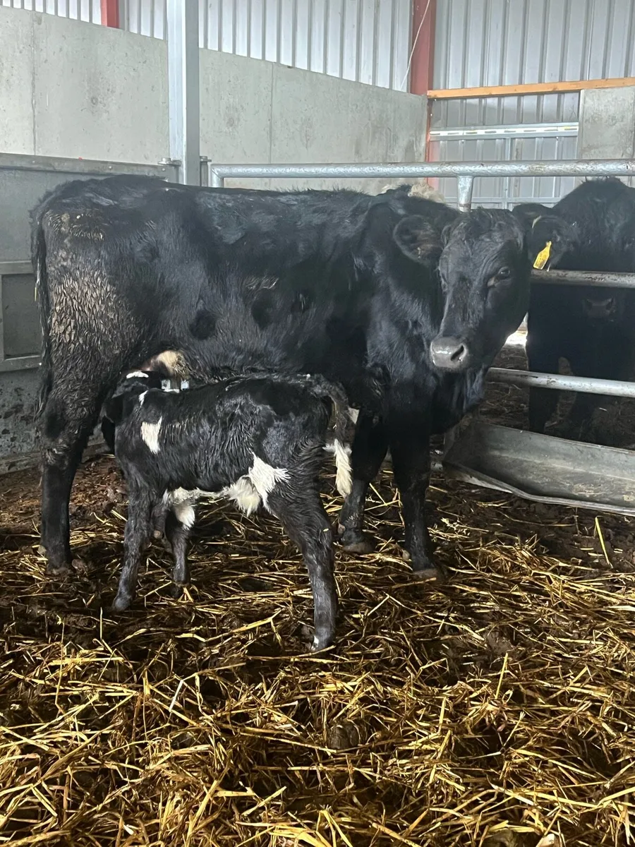 1st Calver & limousine bull calf - Image 1