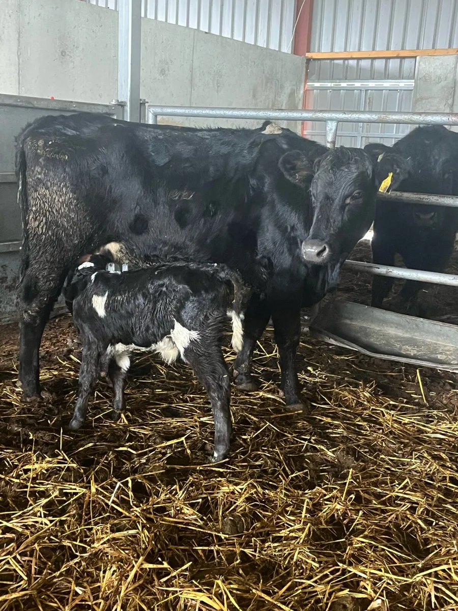 1st Calver & limousine bull calf - Image 2