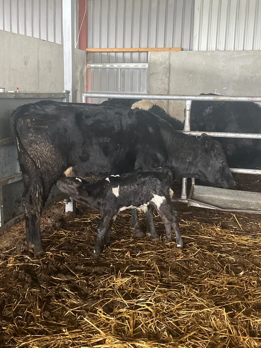 1st Calver & limousine bull calf - Image 3