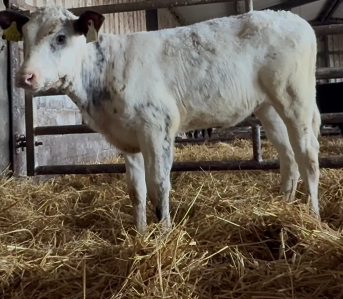 Top quality Continental calves at C&N - Image 3