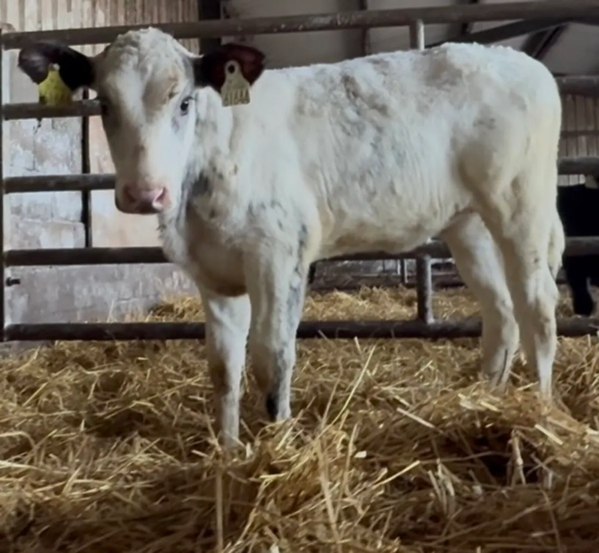 Top quality Continental calves at C&N - Image 4