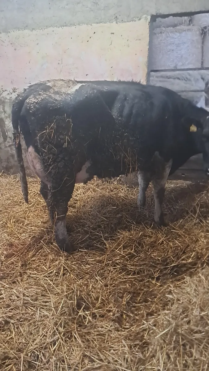 Calved cow - Image 2
