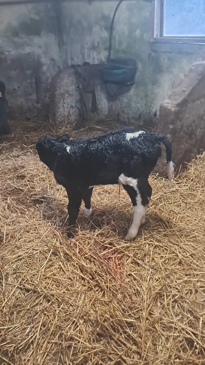 Calved cow - Image 4