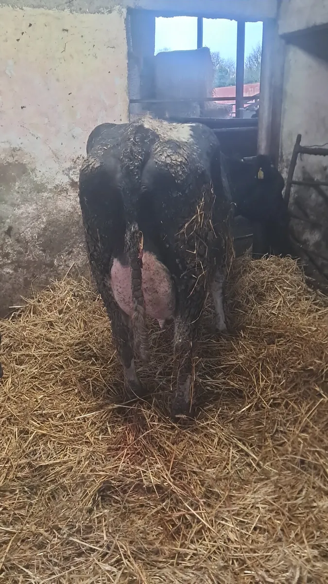 Calved cow - Image 3