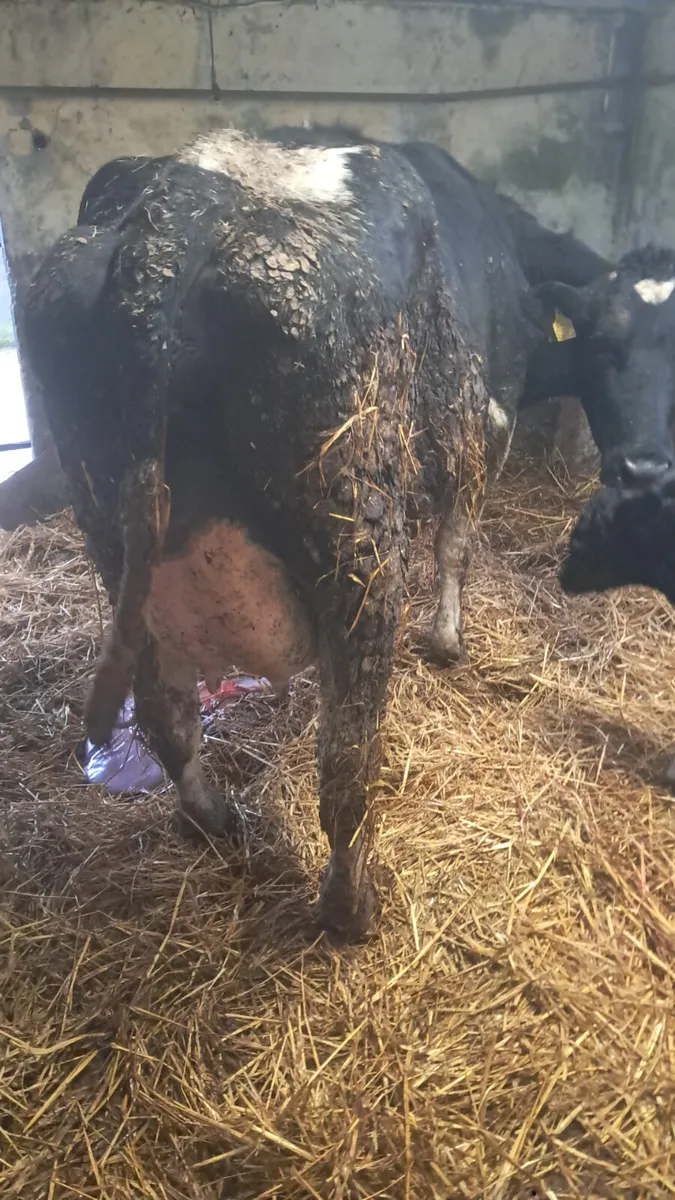 Calved cow - Image 1
