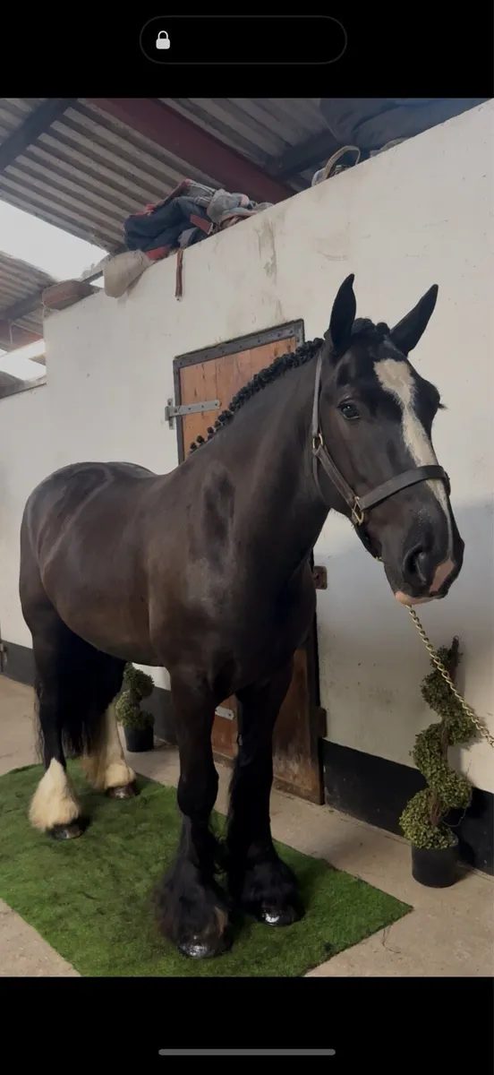 👀 Riding Cobs Wanted 👀 - Image 3