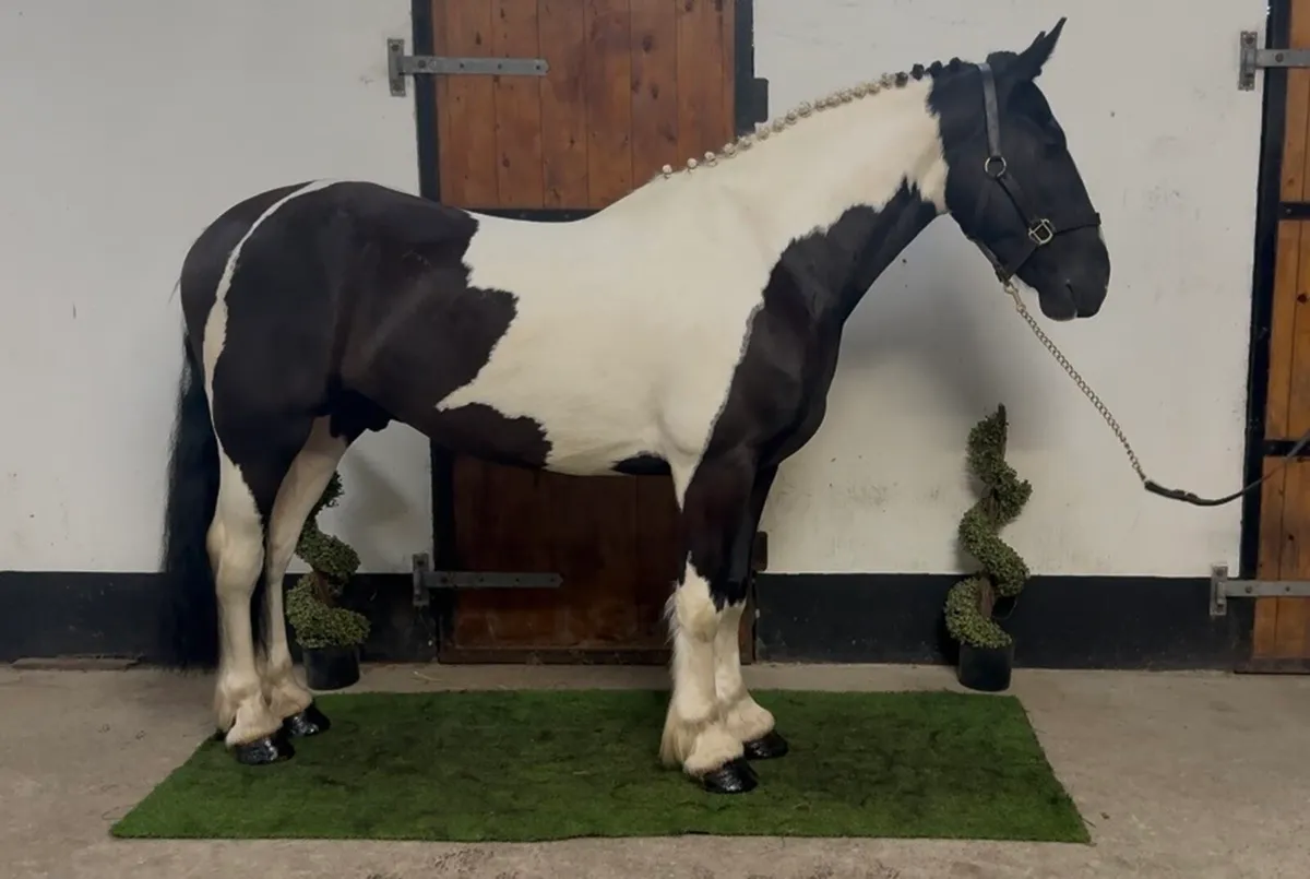 👀 Riding Cobs Wanted 👀 - Image 4