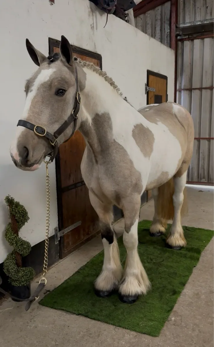 👀 Riding Cobs Wanted 👀 - Image 1