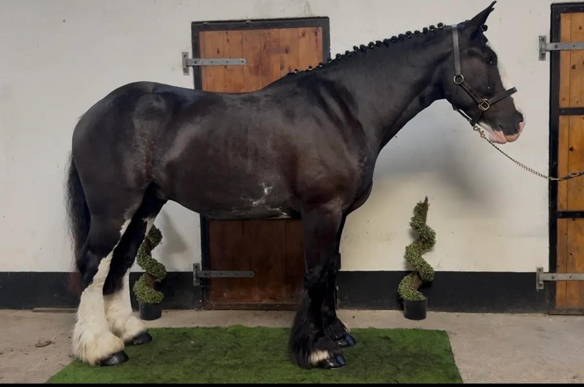 👀 Riding Cobs Wanted 👀 - Image 2