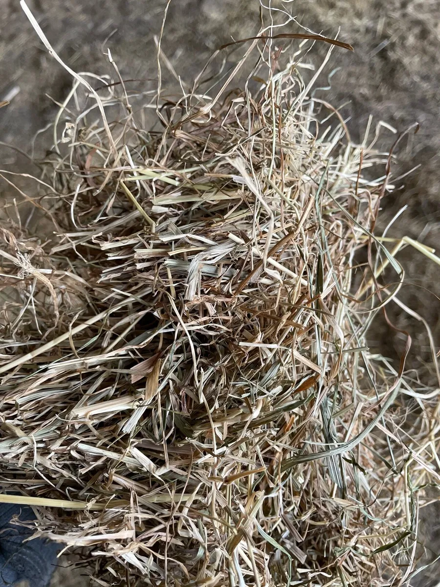 Round bale hay - Image 3
