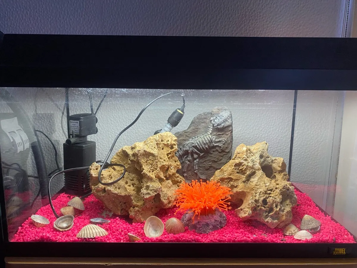 Fish Aquariums READ FULL AD. - Image 1