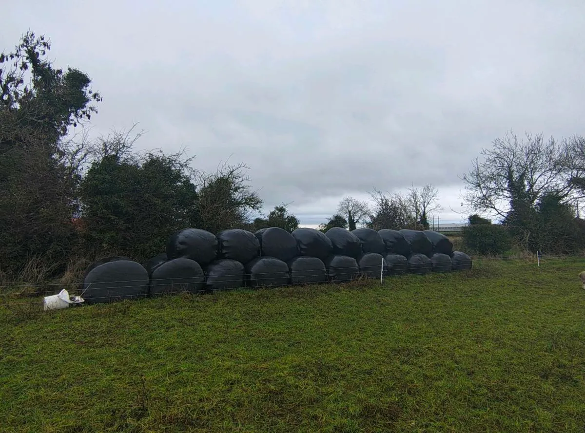 Silage - Image 2
