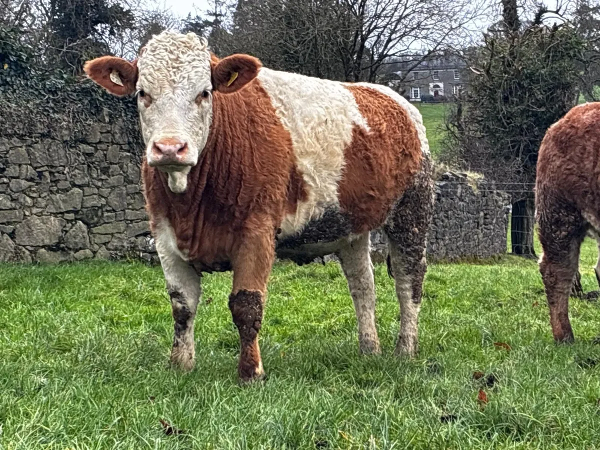 Incalf Heifers & Maiden Heifers - Image 2