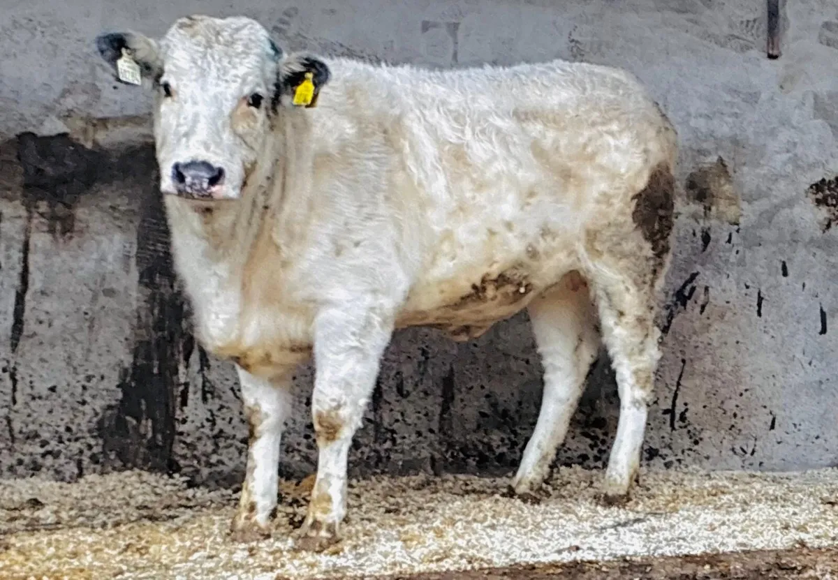 Incalf Heifers & Maiden Heifers - Image 3