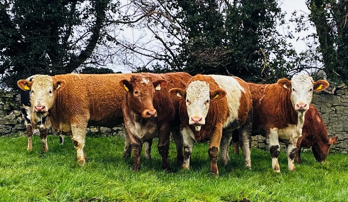 Incalf Heifers & Maiden Heifers - Image 1