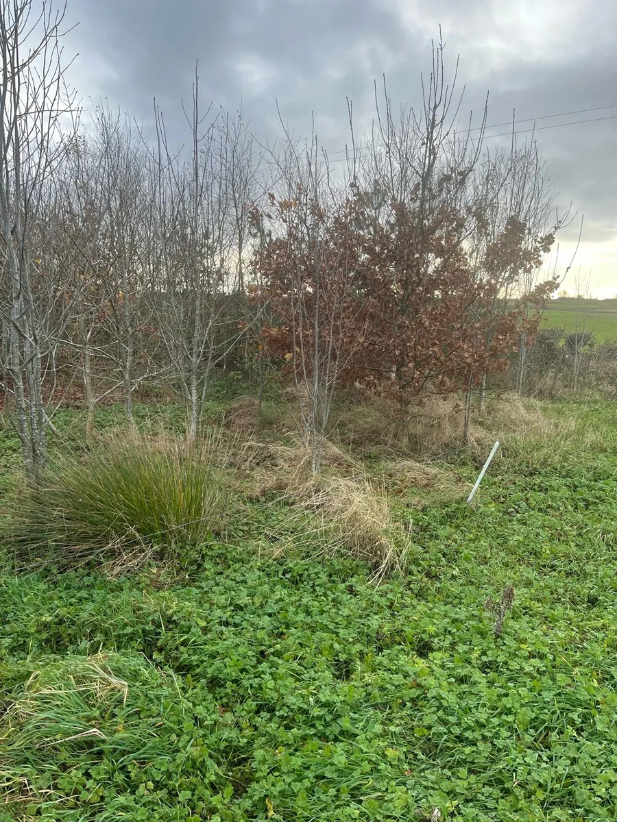 Trees for sale - Image 3