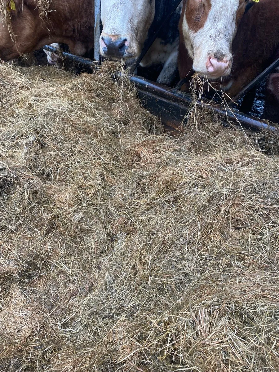 Baled silage - Image 1