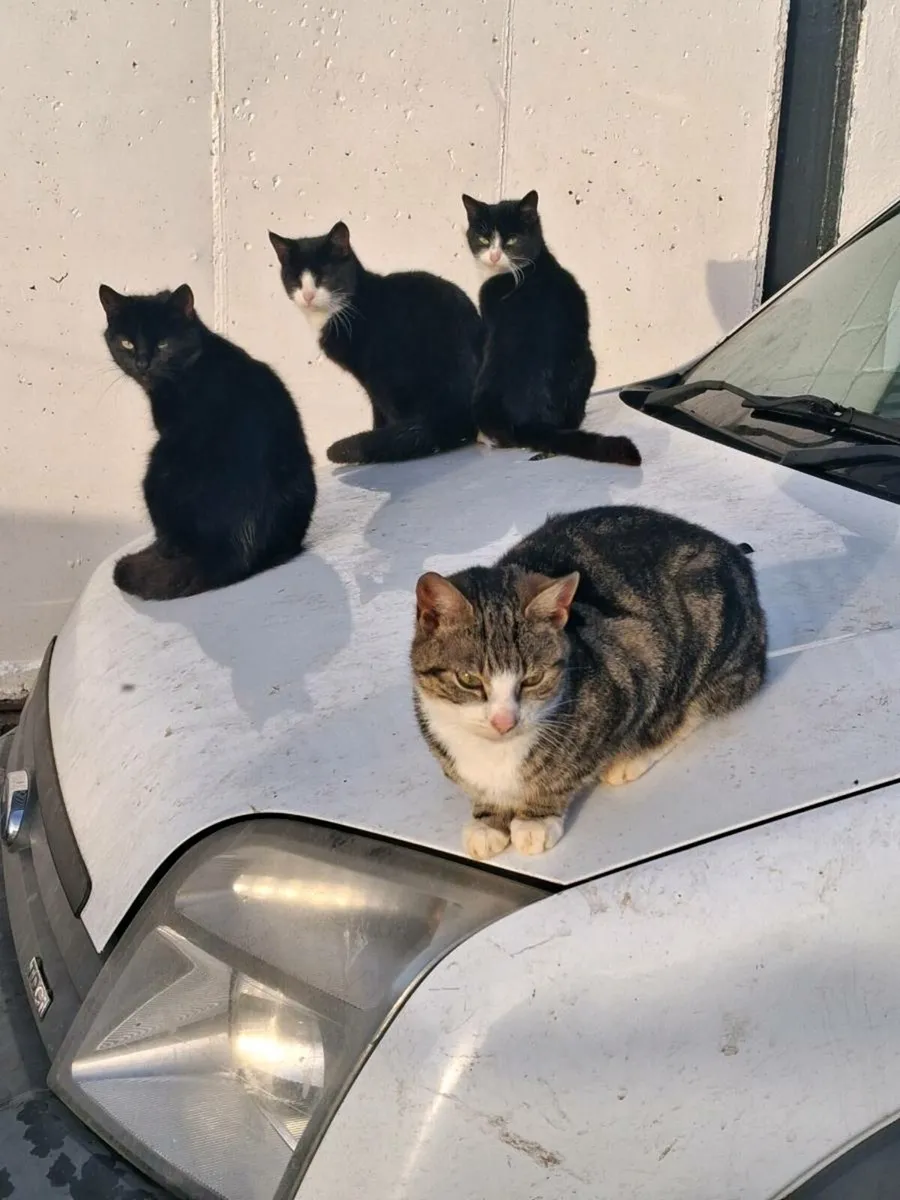 Farm Cats free to a good home - Image 2