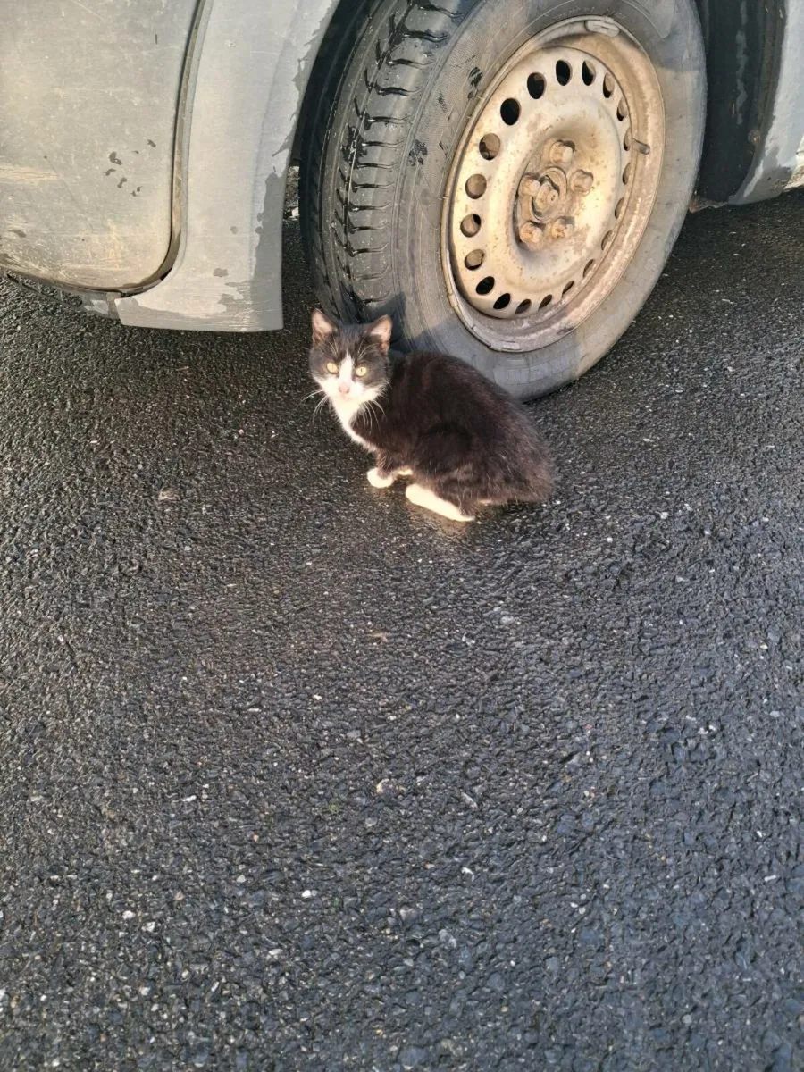 Farm Cats free to a good home - Image 3