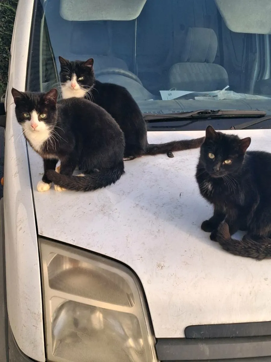 Farm Cats free to a good home - Image 1