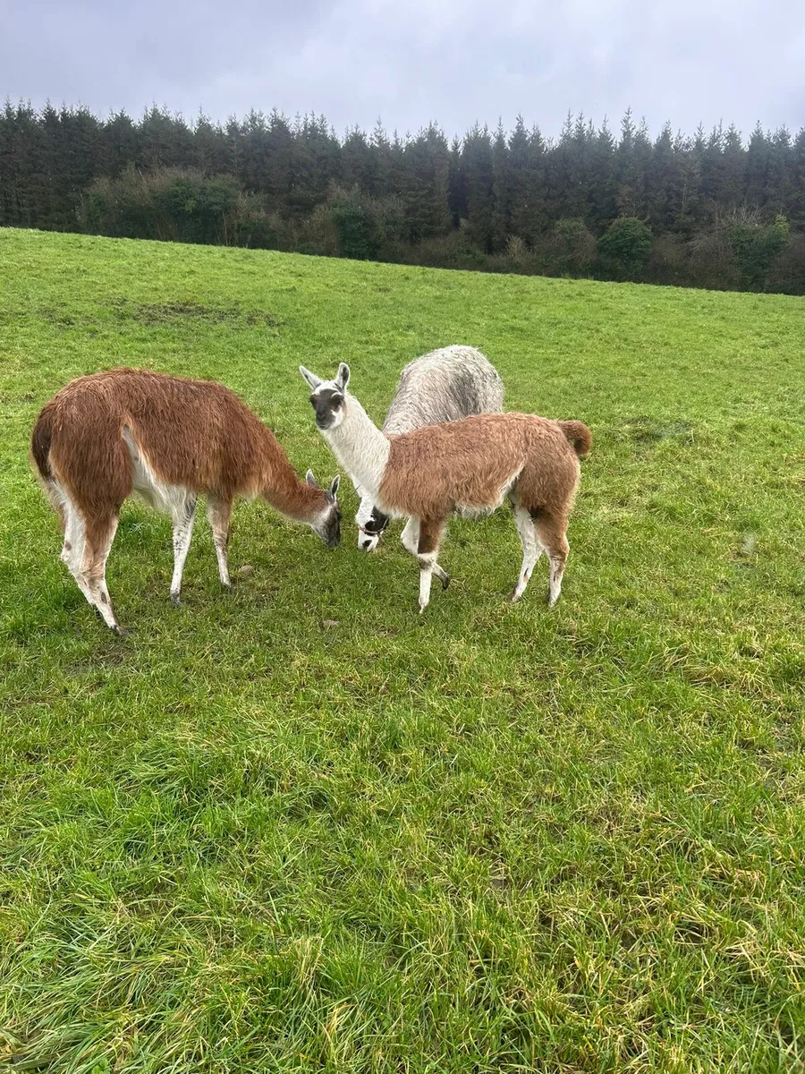 Llamas - Image 3