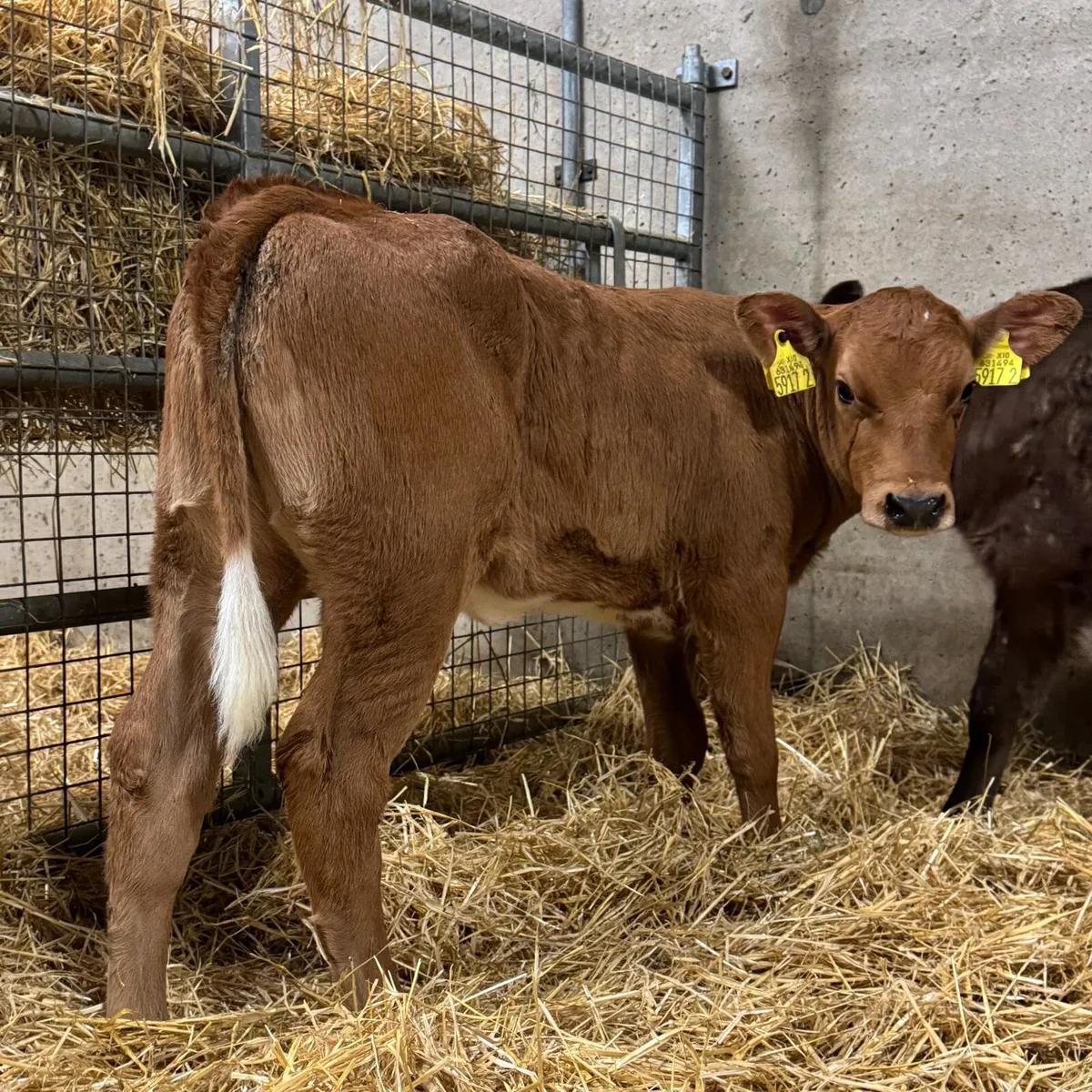 Limousin & Simmental Heifers - Image 1