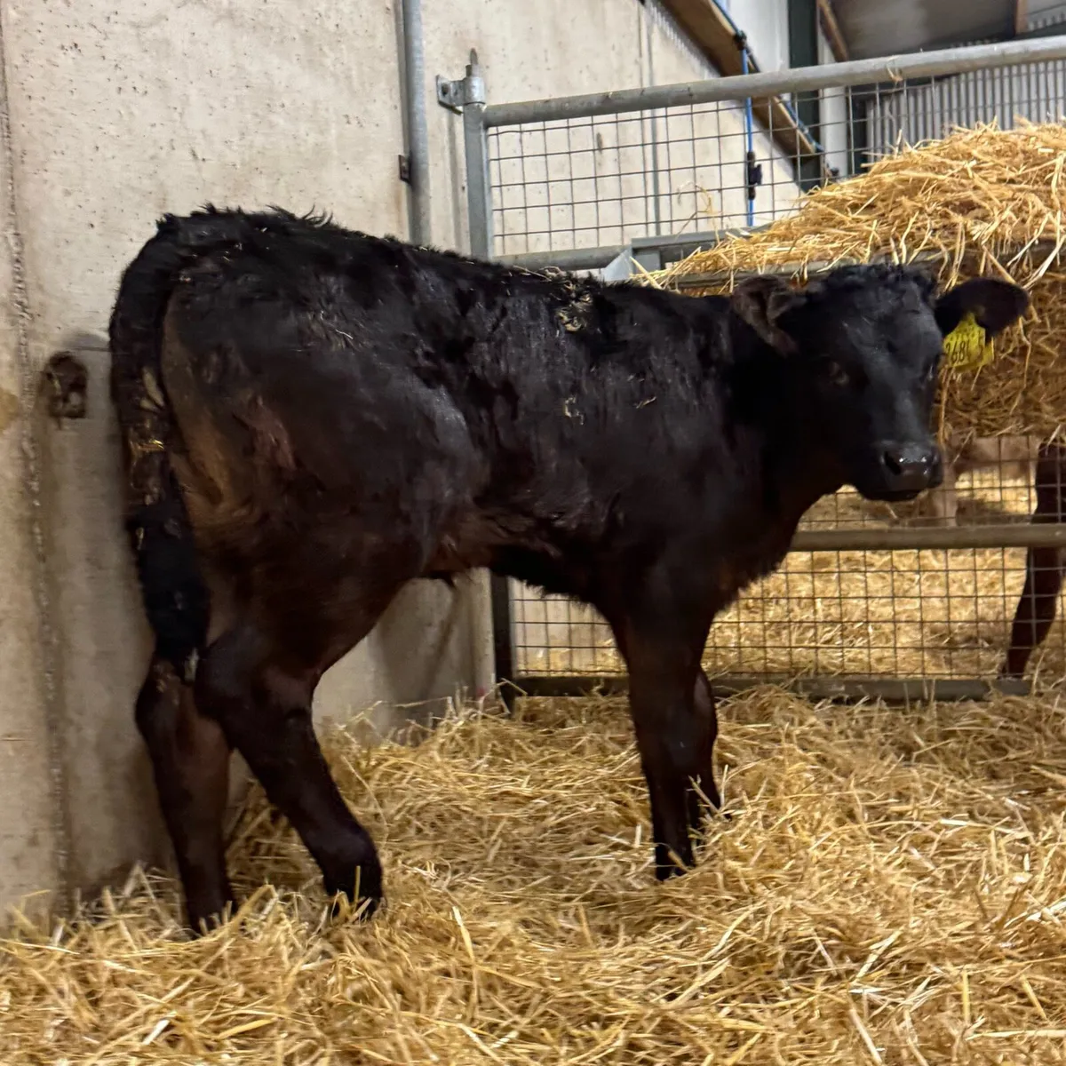 Limousin & Simmental Heifers - Image 3