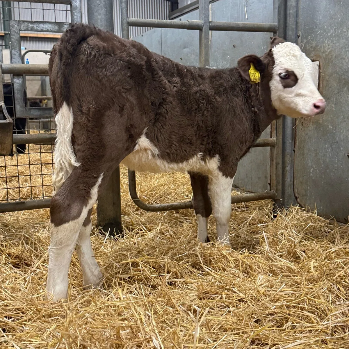 Limousin & Simmental Heifers - Image 2