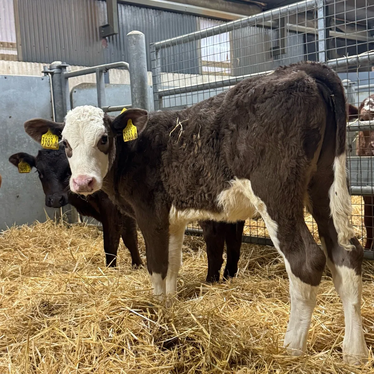 Limousin & Simmental Heifers - Image 4