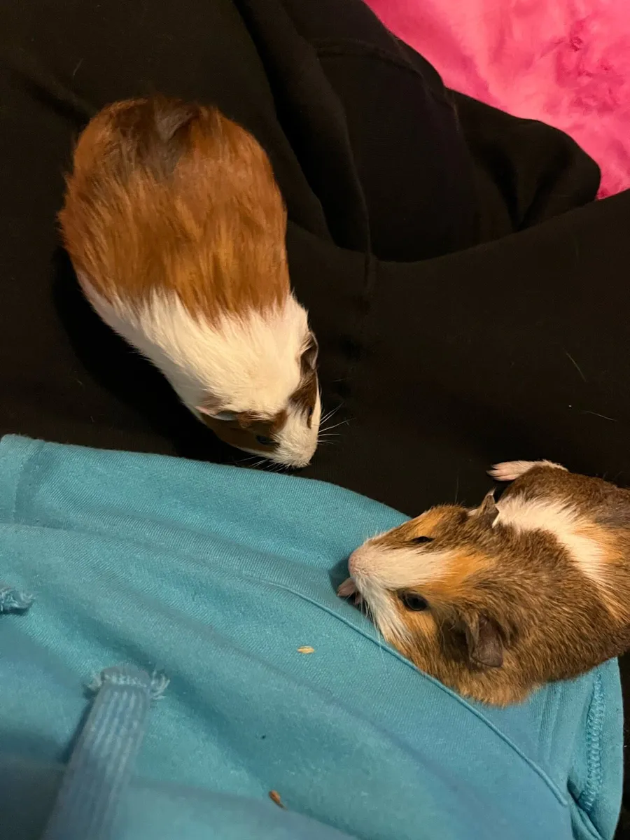 guinea pig - Image 1