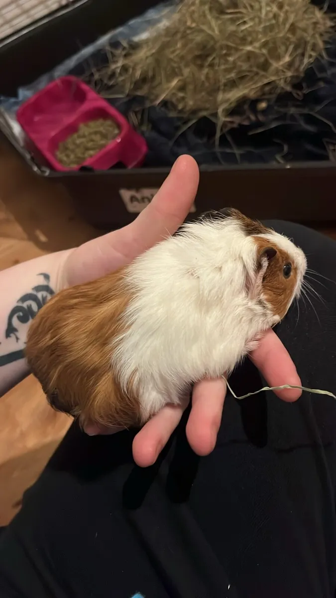 guinea pig - Image 2