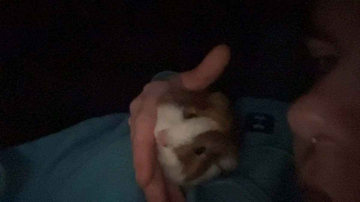 guinea pig - Image 3