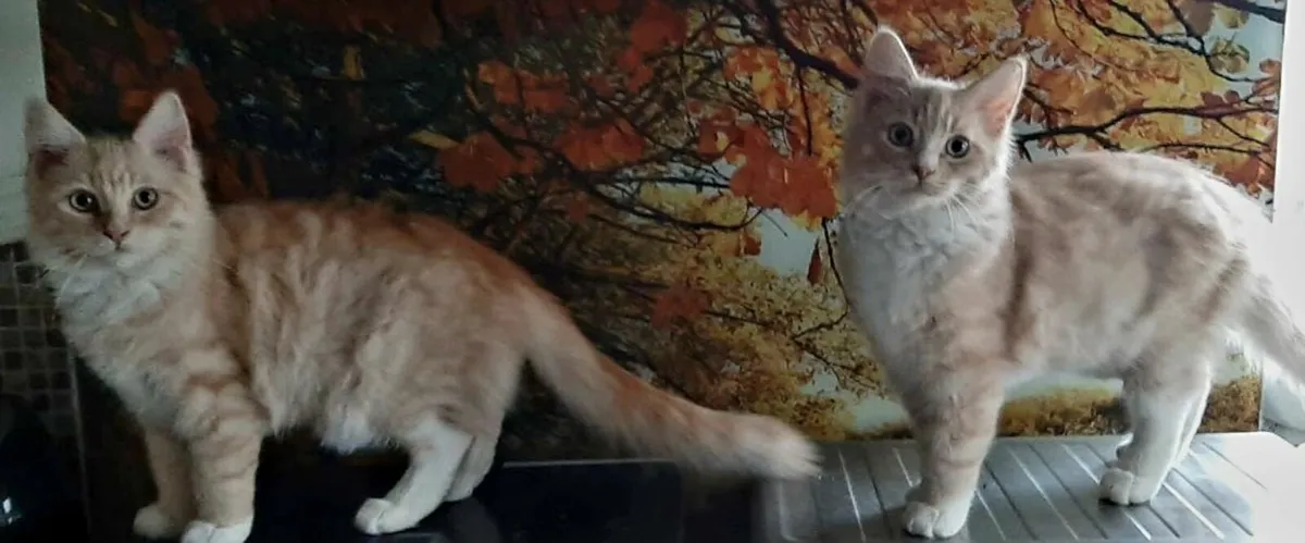 Maine Coon kittens - Image 2