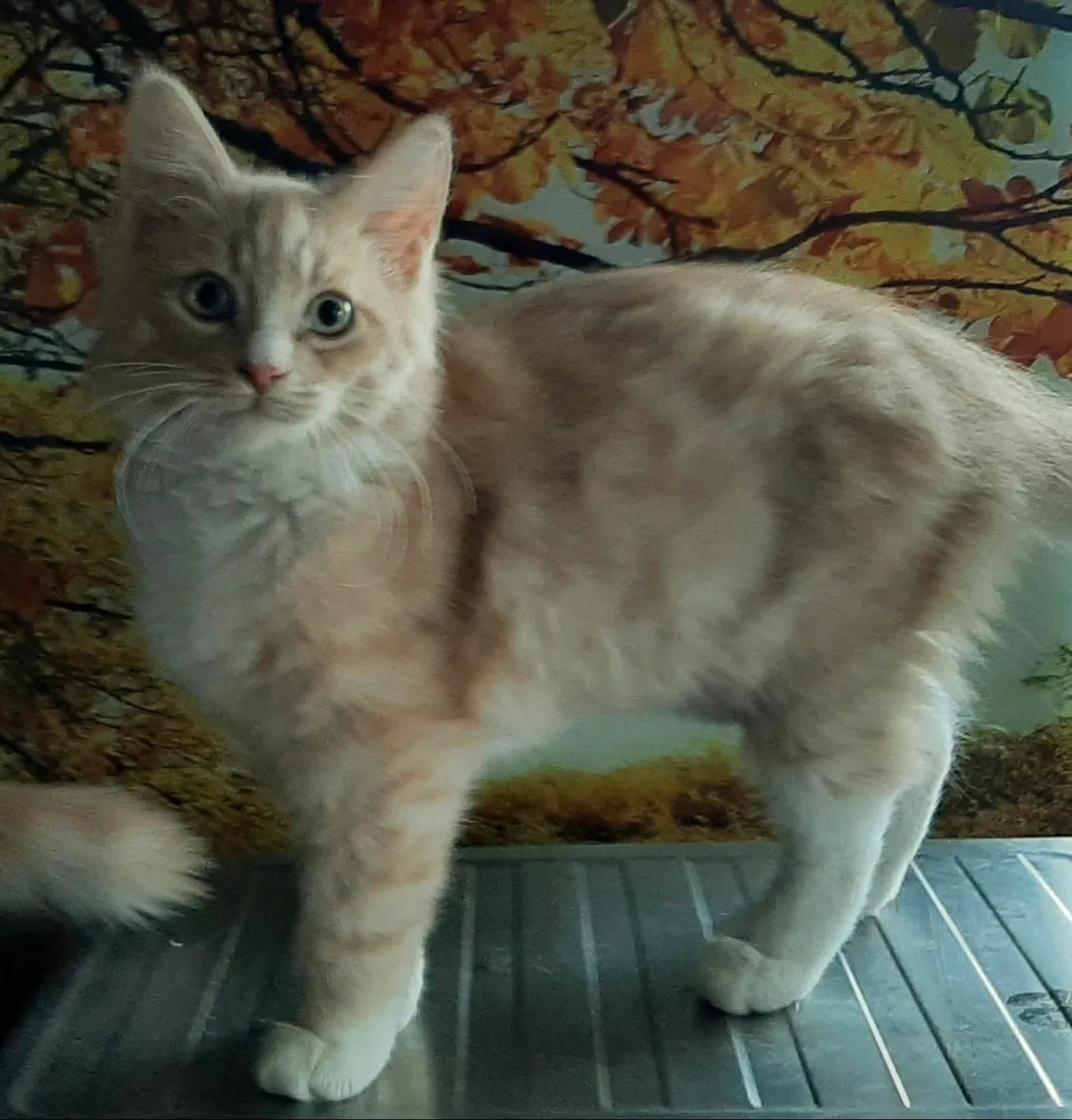 Maine Coon kittens - Image 3