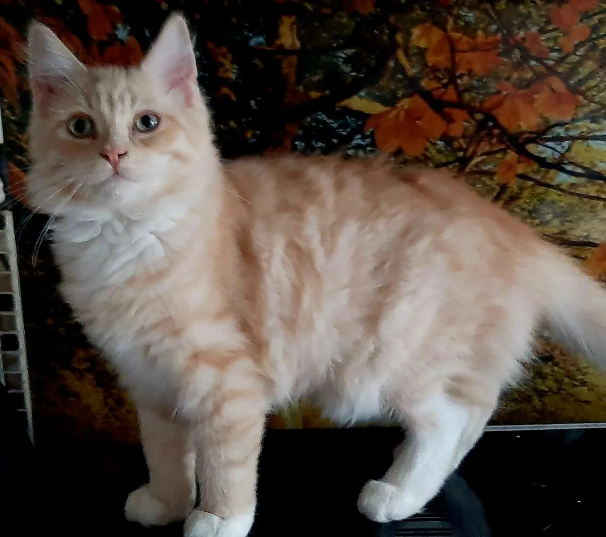 Maine Coon kittens - Image 4