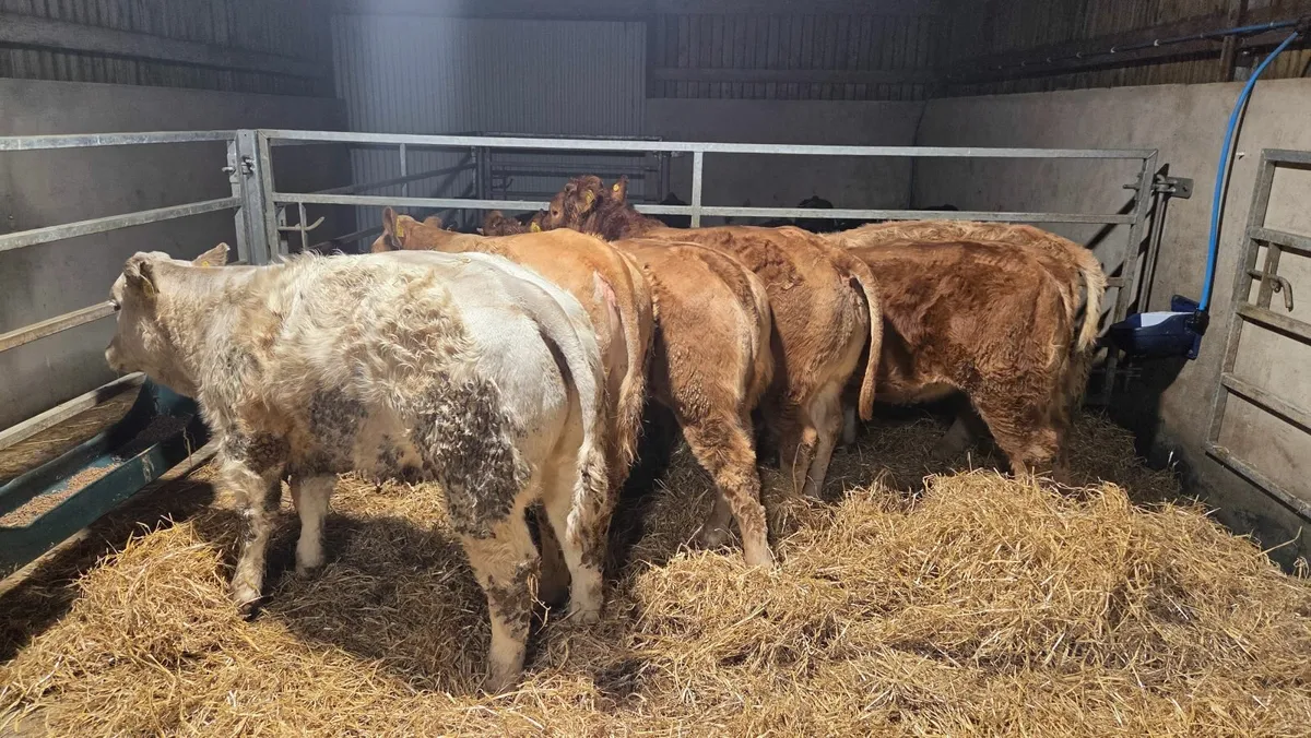 Charolais & Limousin Heifers - Image 2