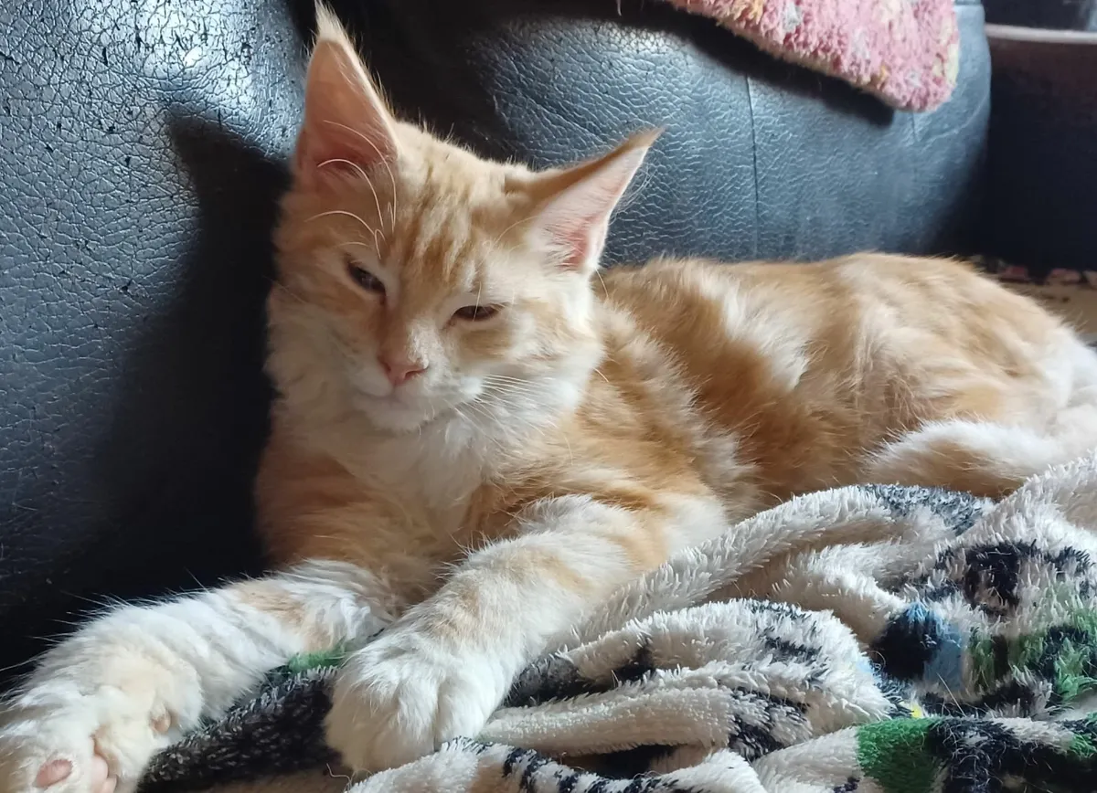 Maine Coon kittens - Image 1