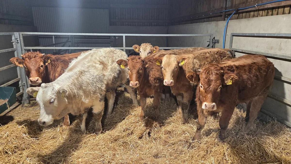 Charolais & Limousin Heifers - Image 4