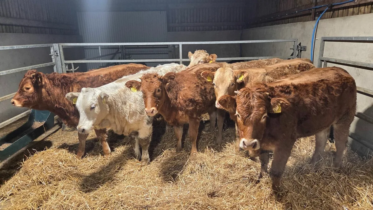 Charolais & Limousin Heifers - Image 3