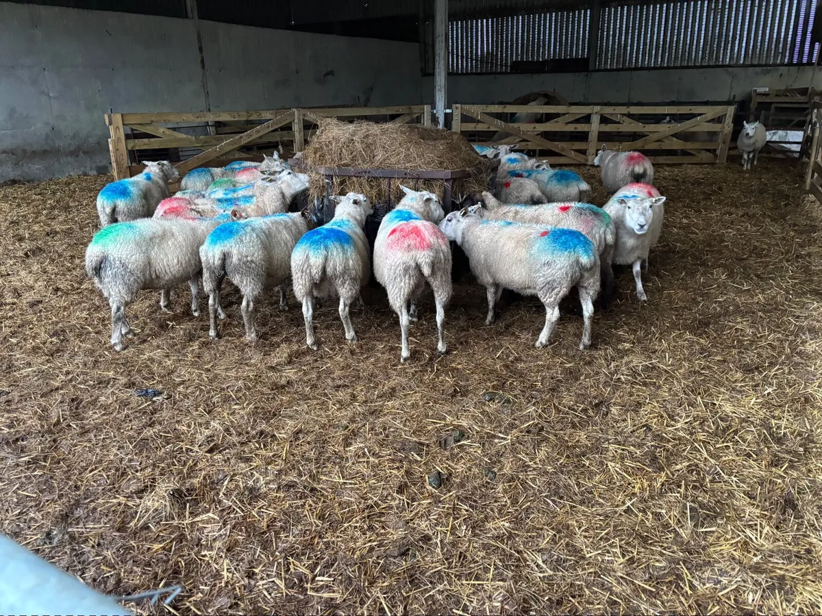 Scanned ewes (organic) - Image 2