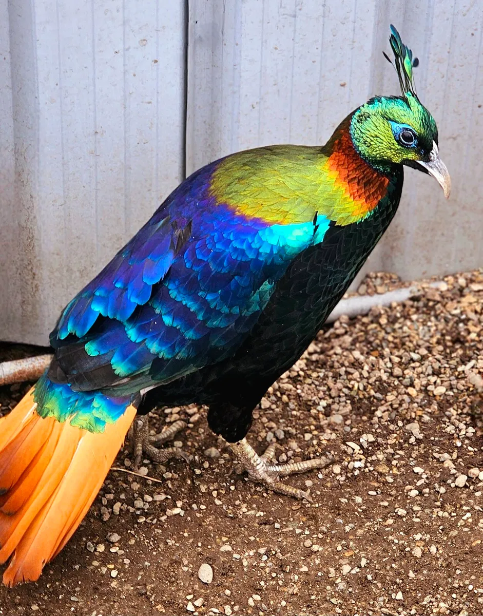 BUY/PREORDER EGGS..MANY BREEDS. POSTAGE AVAILABLE - Image 1