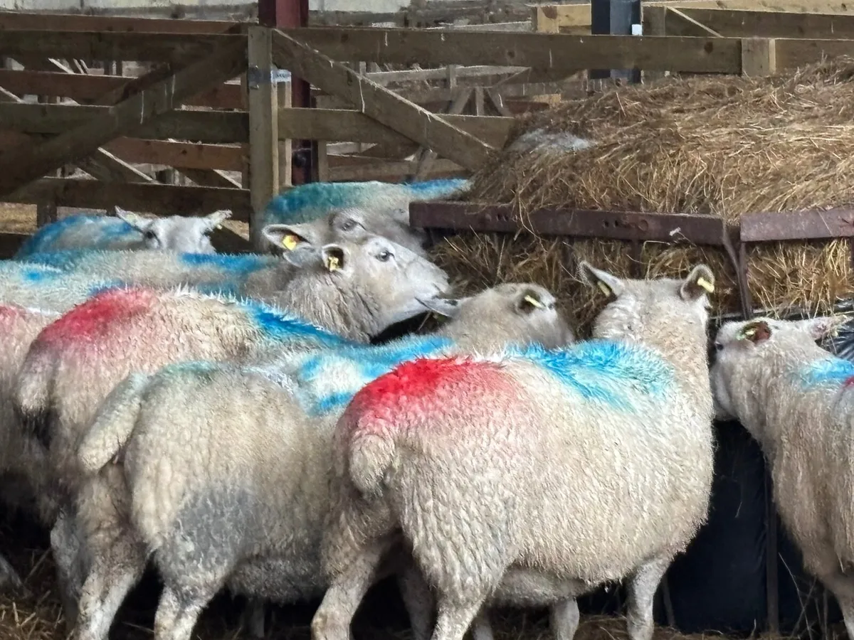 Scanned ewes (organic) - Image 3