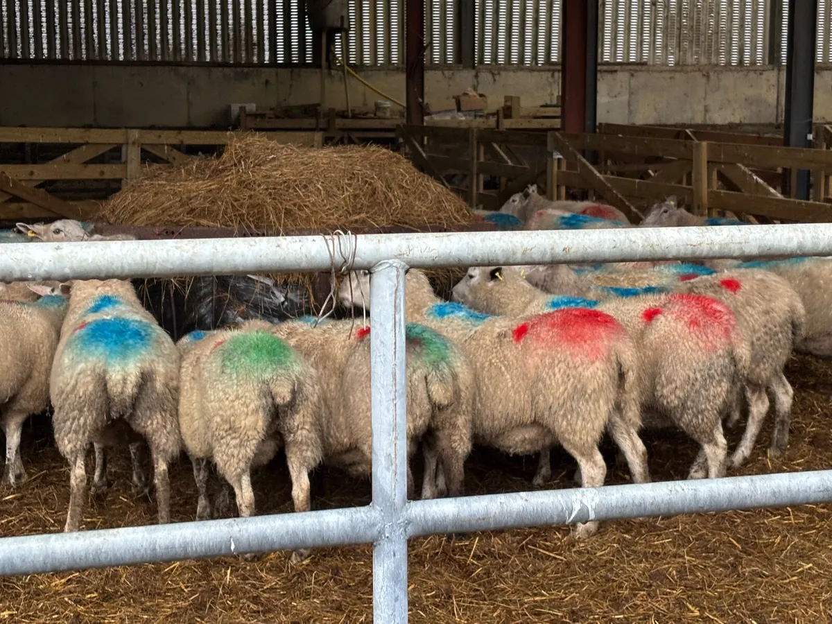 Scanned ewes (organic) - Image 4