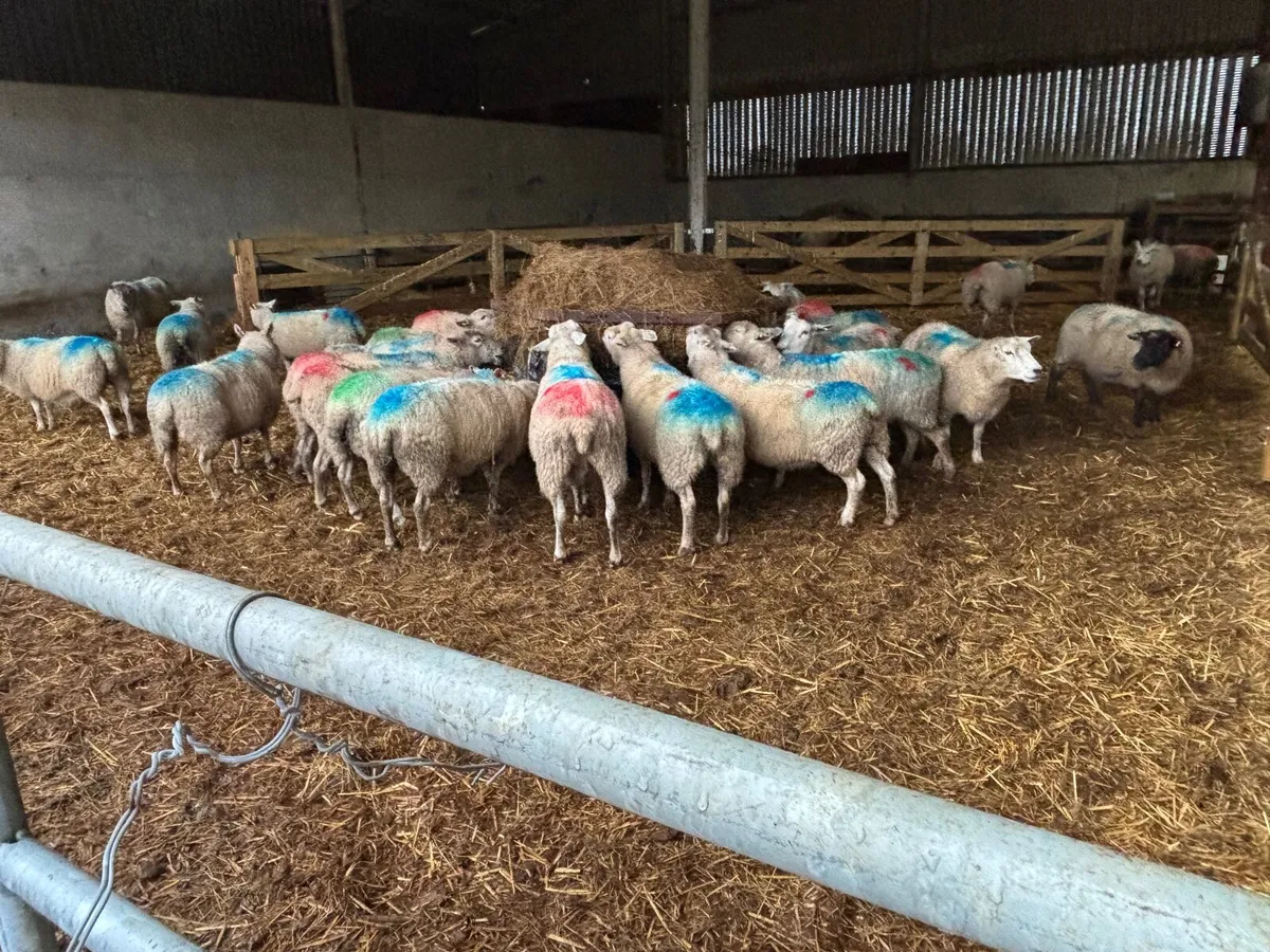 Scanned ewes (organic) - Image 1